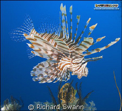 Pose for the camera ! Nikon D2x 24mm lens manual exposure. by Richard Swann 